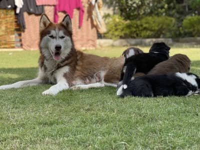 Siberian Husky / Husky dog /  blue eyes / Husky  puppies | husky