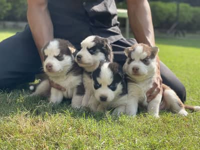 Siberian Husky: Purebred Premium Quality Puppies
