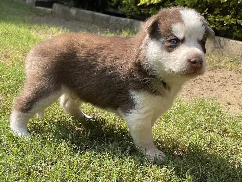 Siberian Husky: Purebred Premium Quality Puppies — photo 8