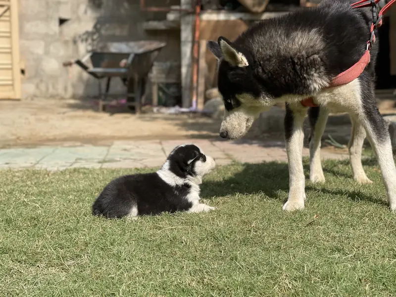 Siberian Husky: Purebred Premium Quality Puppies — photo 9