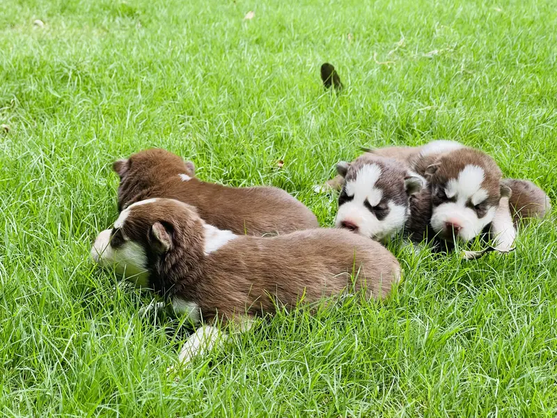 Siberian Husky: Purebred Premium Quality Puppies — photo 10