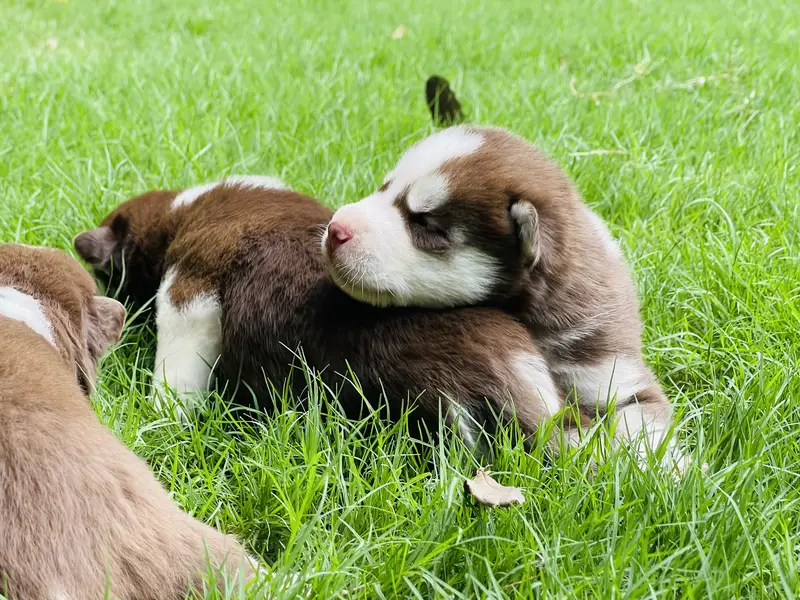 Siberian Husky: Purebred Premium Quality Puppies — photo 11