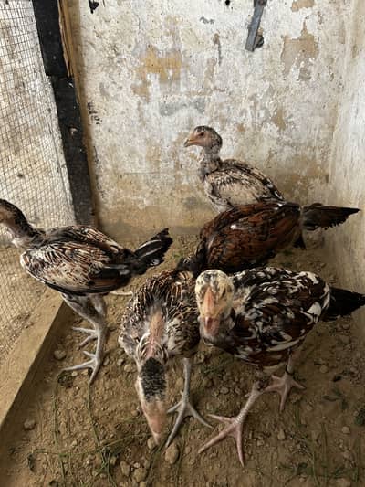 5 aseel chiks home breed