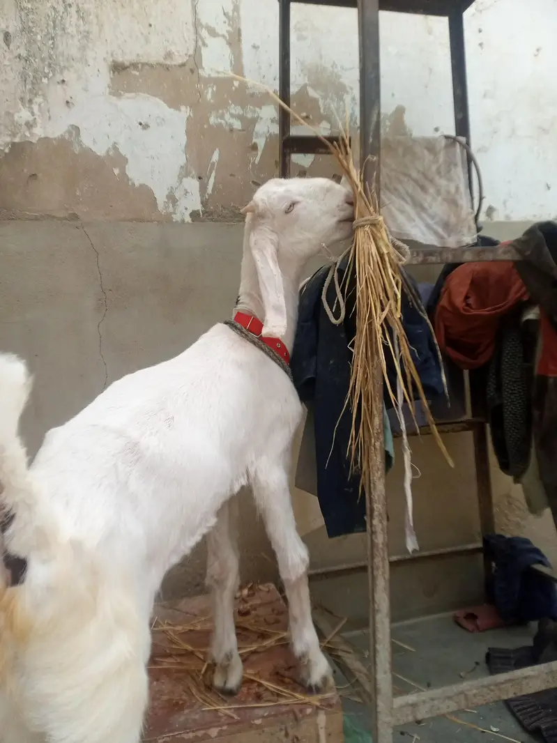 golabi croos — photo 3
