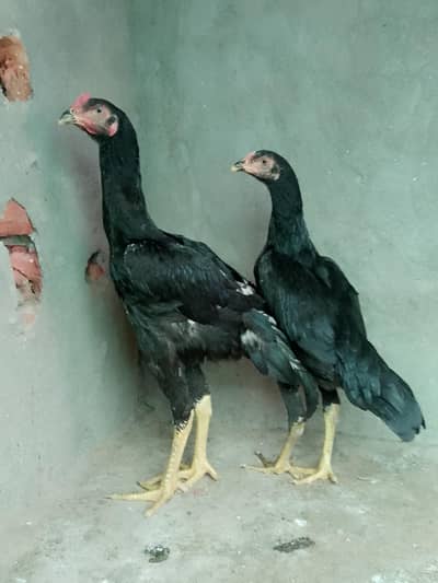 black German shamo pair