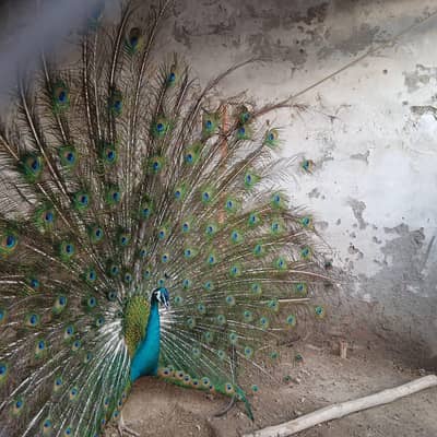 Peacocks Trio Set | 1 Male 2 Female | Peacocks Breeder Pair For sale
