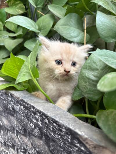 fawn and grey kittens