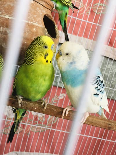 exhibition size budgies
