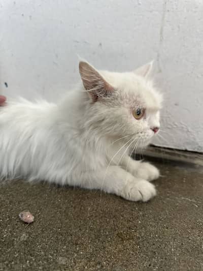 Persian Female Catt Full grown