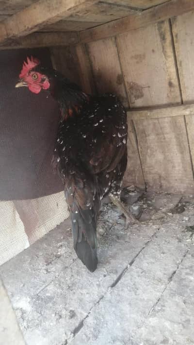 aseel hen