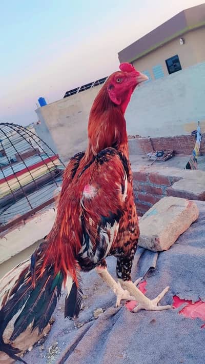 Mianwali & kamaliya coras breed