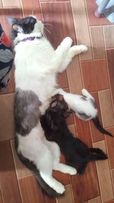 mother cat and kittens