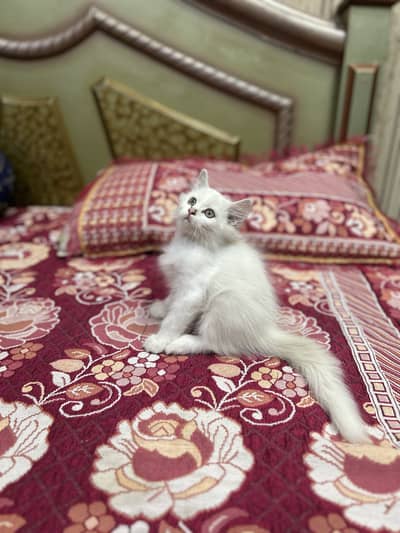 Persian male kitten / 03187020013 WhatsApp/white kitten /triple coated