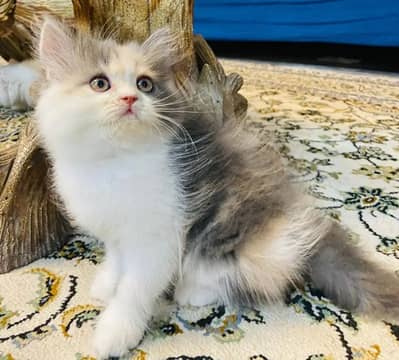 Persian kittens