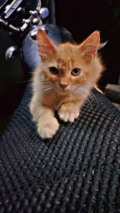 kitten for sale