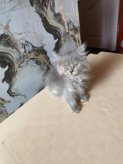 Persian Best and active 4 kittans available