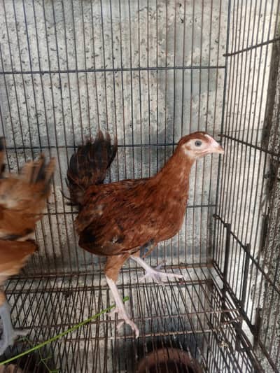 4 chuzay for sale