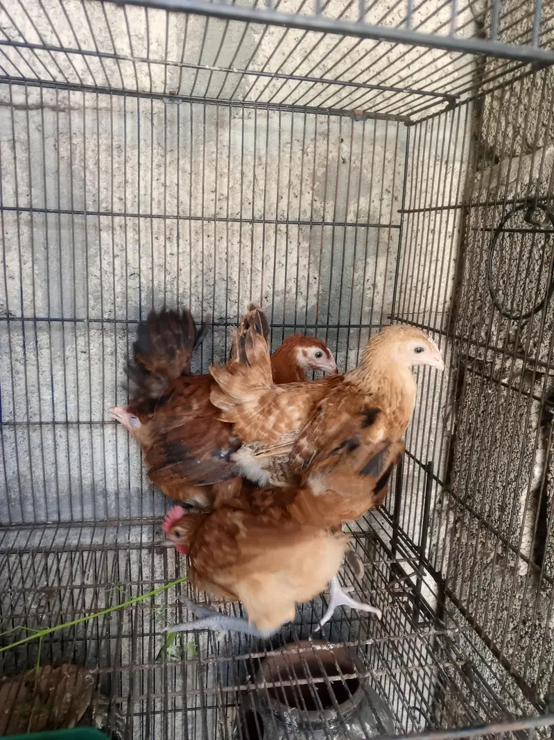 4 chuzay for sale — photo 2
