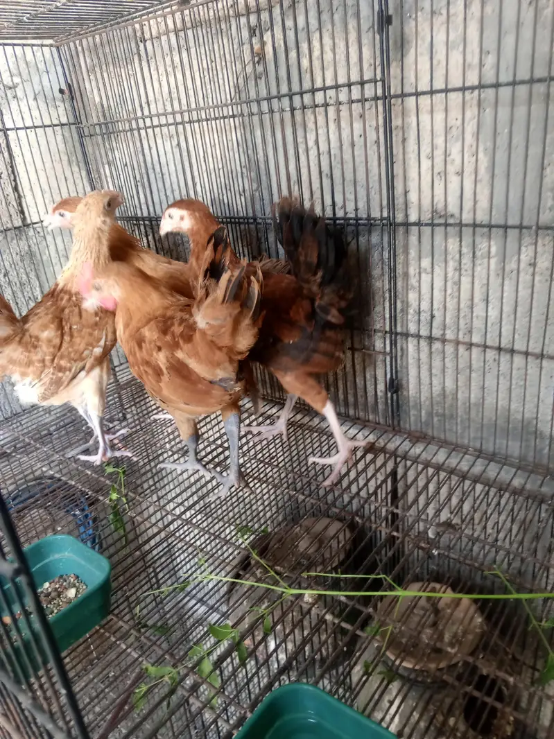 4 chuzay for sale — photo 3