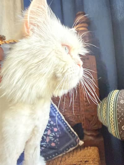 White Persian male cat blue eyes. Hair trimmed