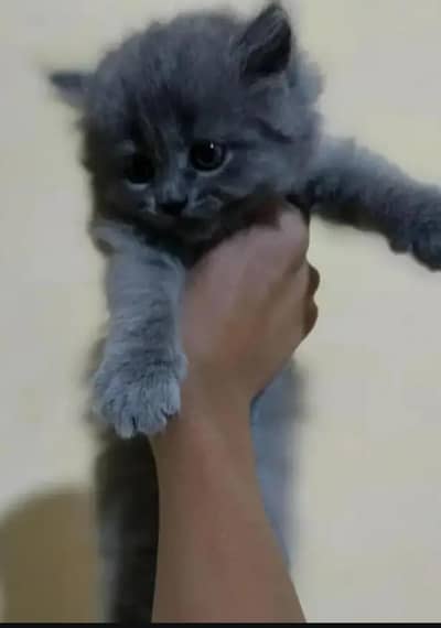 Persian cat