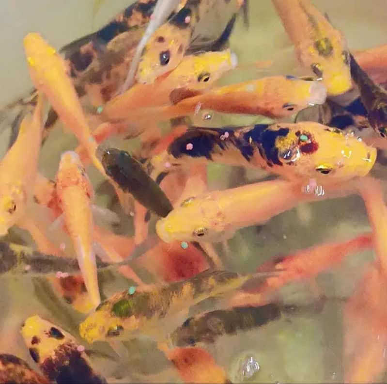 KOI FISH 0