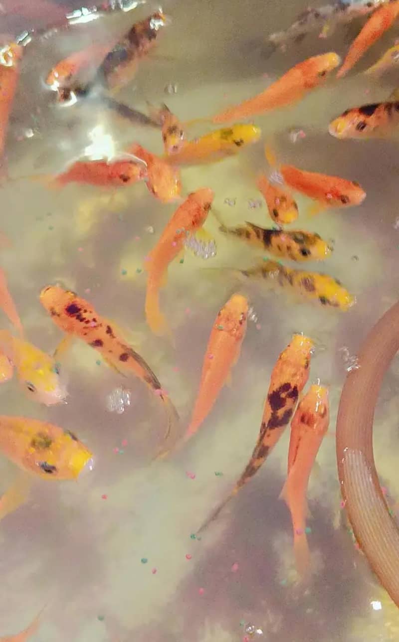 KOI FISH 1