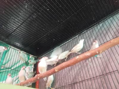 foun Java or Opel Java breader pair for sale