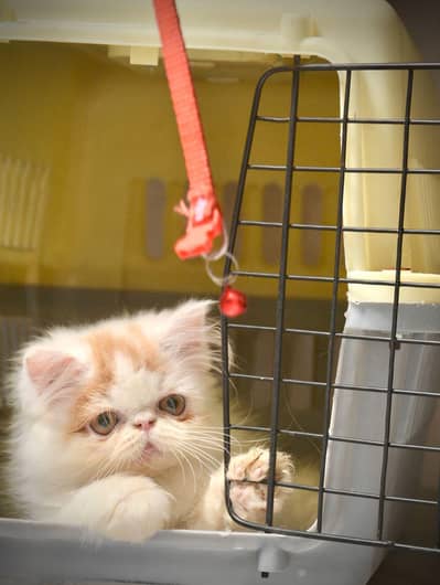 Persian long hair/piki/peke cats/kitten