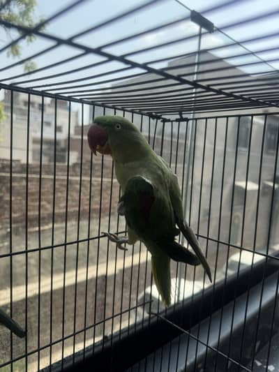 Raw parrot female
