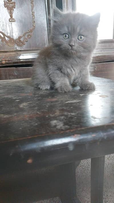 Persion kittens