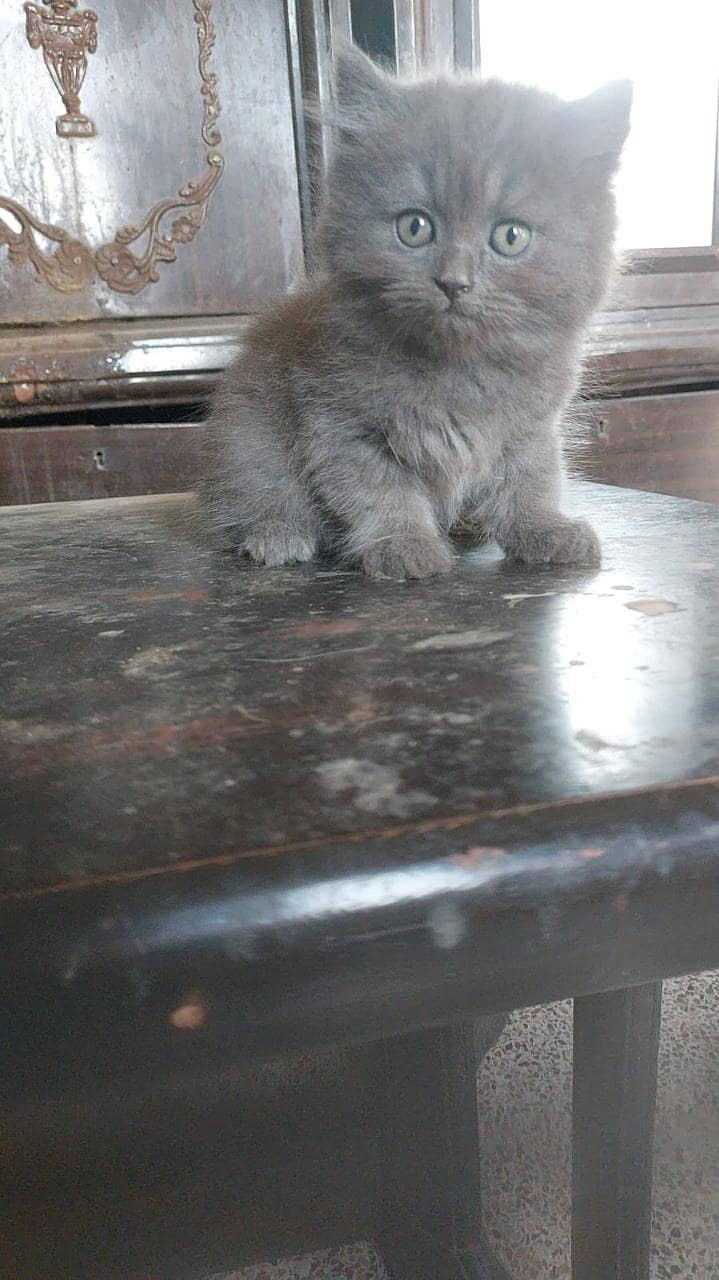 Persion kittens 0