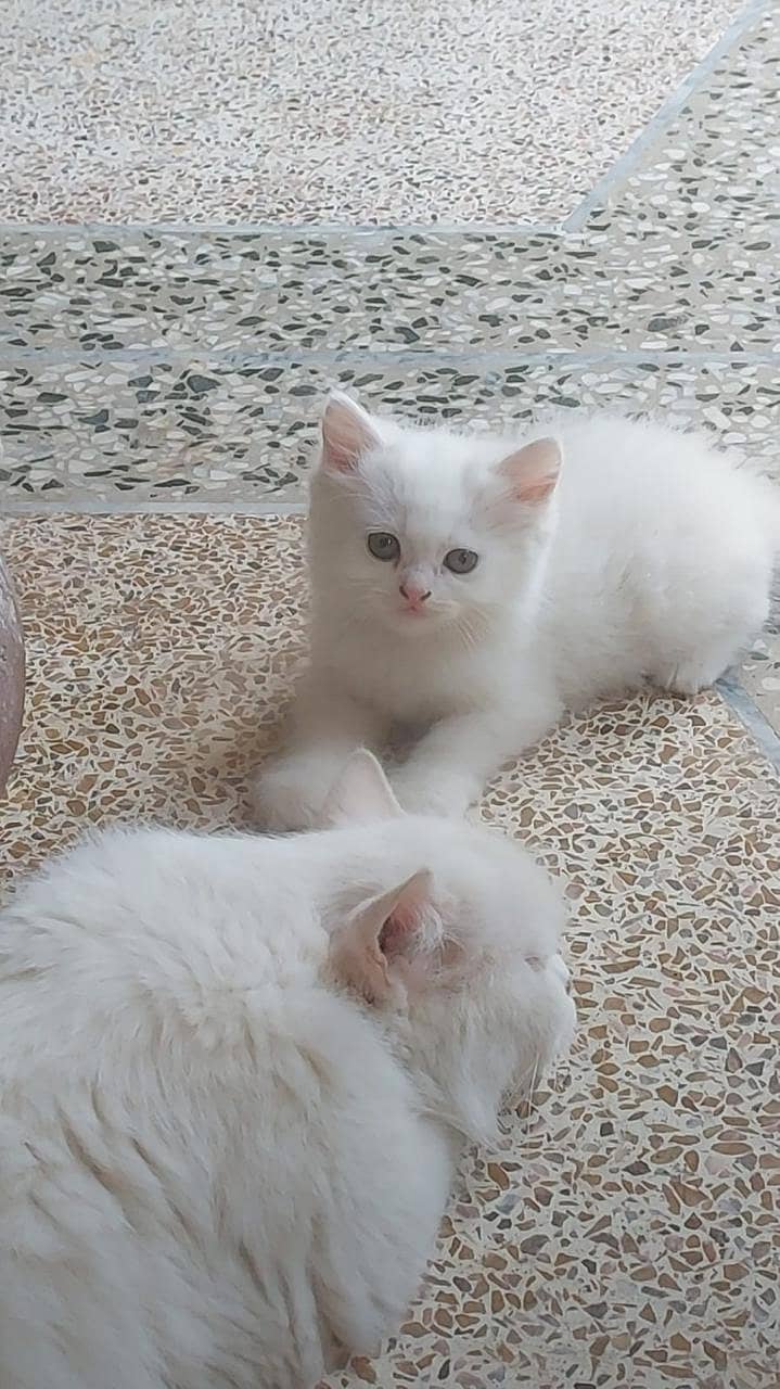 Persion kittens 1