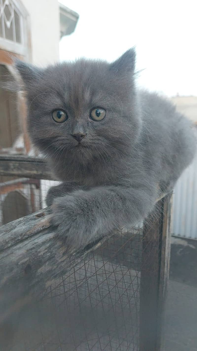 Persion kittens 2