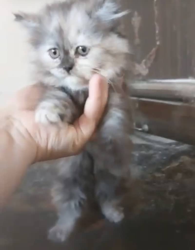 Persion kittens 3
