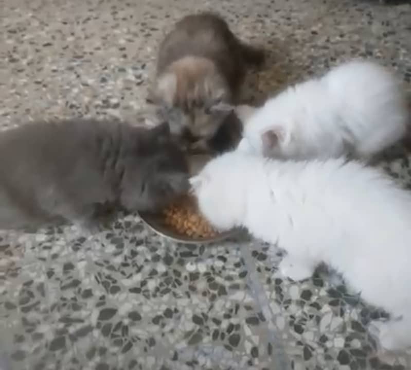 Persion kittens 4
