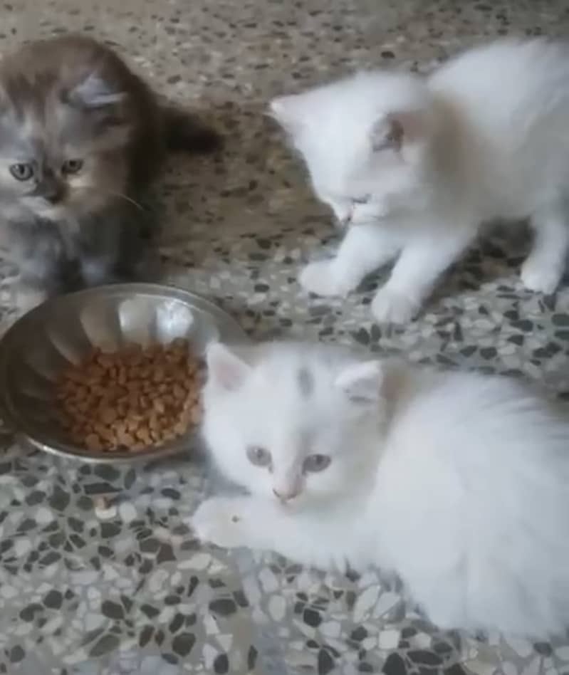 Persion kittens 5
