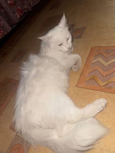 Double coated cat hai bilkul thk hai