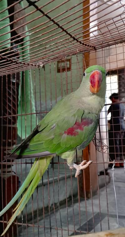 Healthy and Active Raw Female parrot