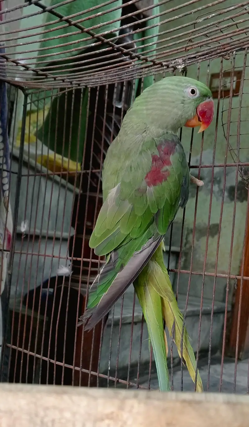 Healthy and Active Raw Female parrot — photo 2