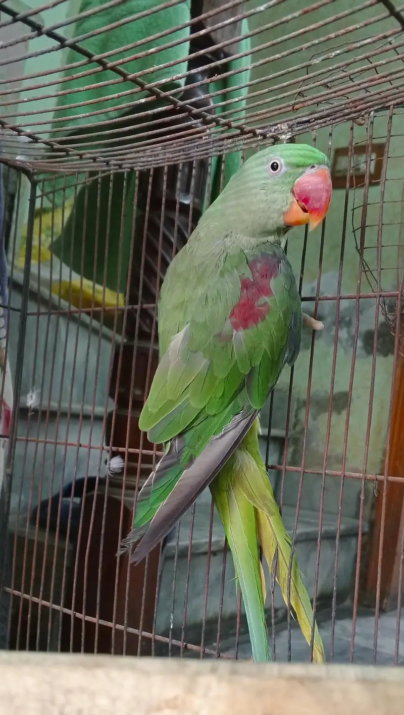 Healthy and Active Raw Female parrot — photo 3