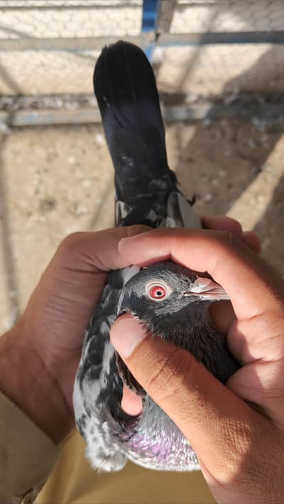 Golden Rampuri Teddy Sadna kabootar pigeon