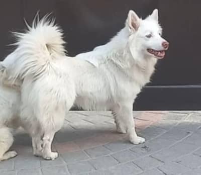 Russian dog available for Stud