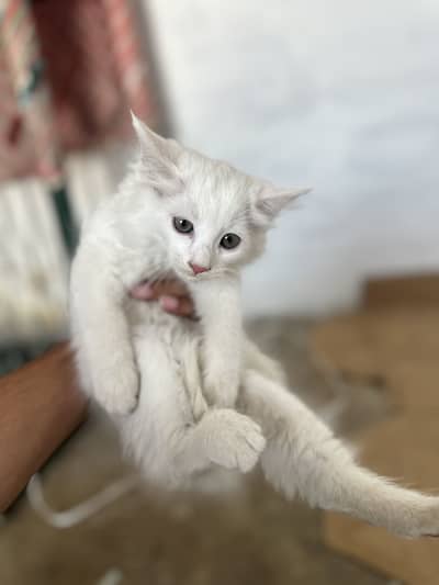 Persian kitten 5months