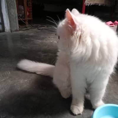 persian ful punch face 3rippl coated vaccinated liter trains female