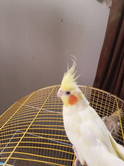  Cooktail Home Breed Tamed Birds for Sale | Healthy & Friendly