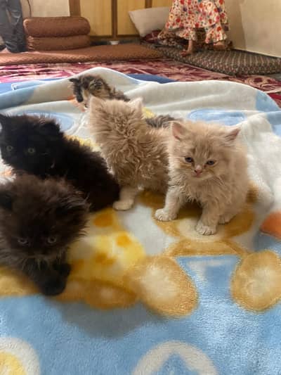 punch face kittens