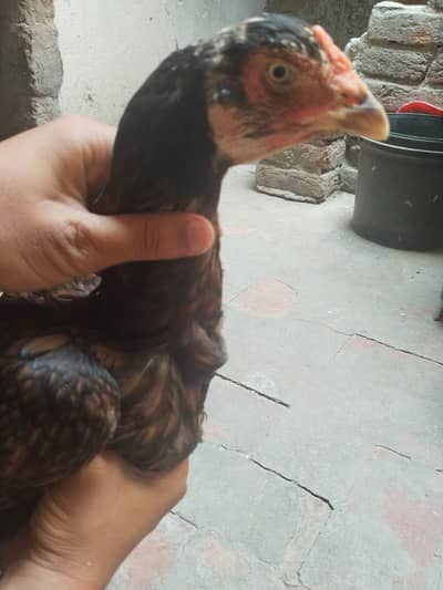 Aseel Sindhi 1 year's Old available for sale