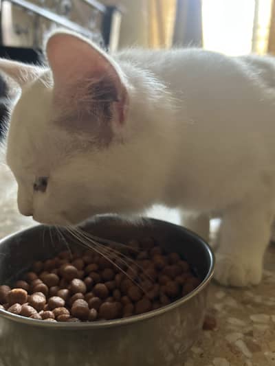 Trained Persian Cats for Sale