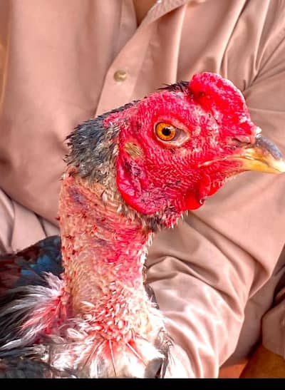 jojo  Bard China imported bloodline burmi ka patha yo yo available hai